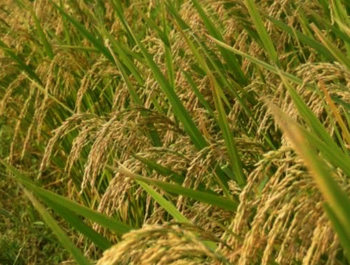 धान उत्पादन पाँच वर्षयताकै कम