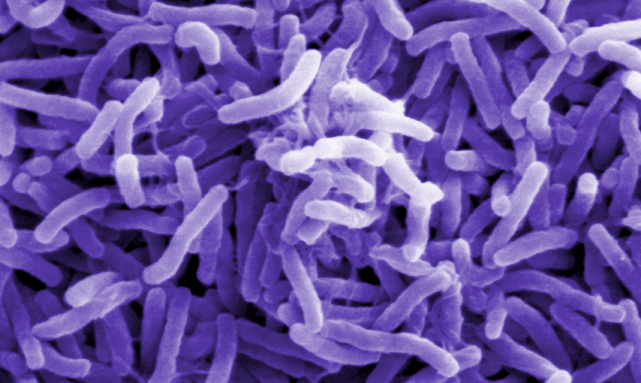 काठमाण्डौ उपत्यकामा हैजाको प्रकोप बढ्दो, ९ ठाउँमा १० जना बिरामी भेटिए