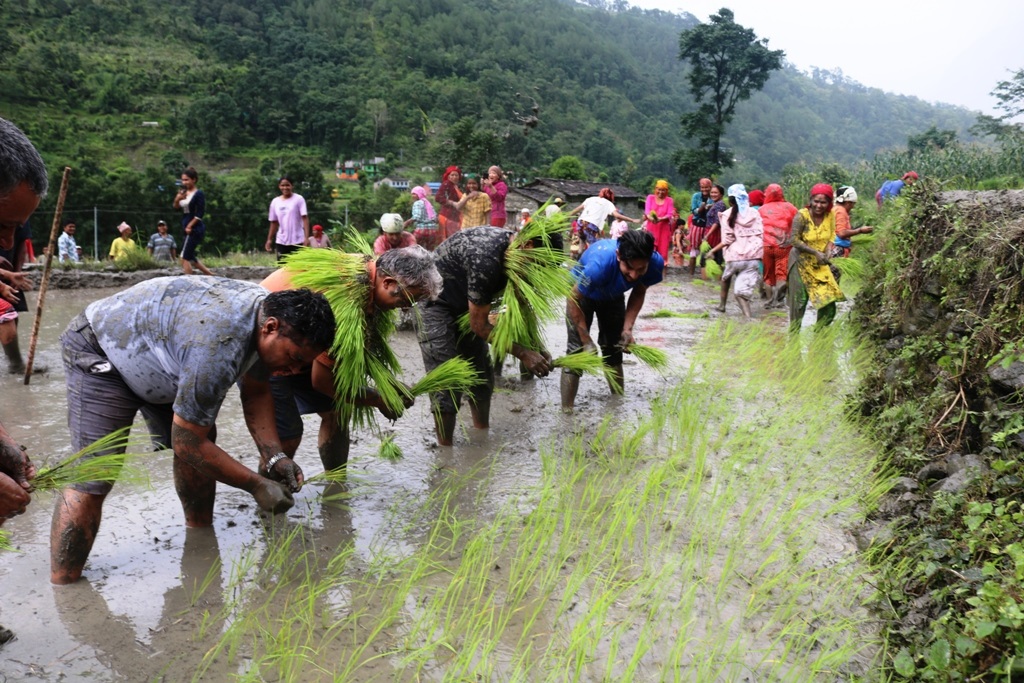 देशभर ६० प्रतिशत रोपाइँ सकियो