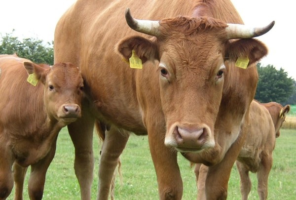 दक्षिण कोरियाबाट उन्नत जातका साँढे र गाई नेपाल ल्याइँदै