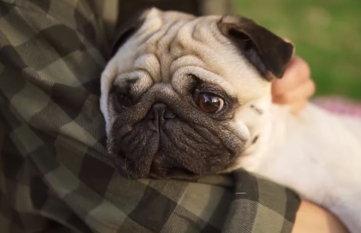 मङ्कीपक्स मानिसबाट कुकुरमा सरेको पाइयो, थप चिन्तित बनाएको डब्ल्यूएचओको भनाइ